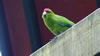 Rainbow springs &ndash; North island parrot 