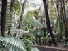 Rainbow springs &ndash; Kauri trees 