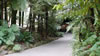 Rainbow springs &ndash; Rimu trees 