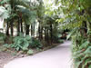 Rainbow springs &ndash; Rimu trees 