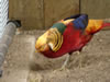 Rainbow Springs &ndash; Golden Peacock 