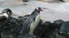 Penguins at Kelly Tarelton's 