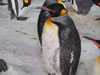 Penguins at Kelly Tarelton's 