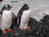 Penguins at Kelly Tarelton's 