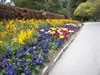 Botanical Gardens, Christchurch &ndash; Herbaceous Border 