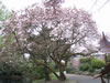 Botanical Gardens, Christchurch &ndash; Australian Border 